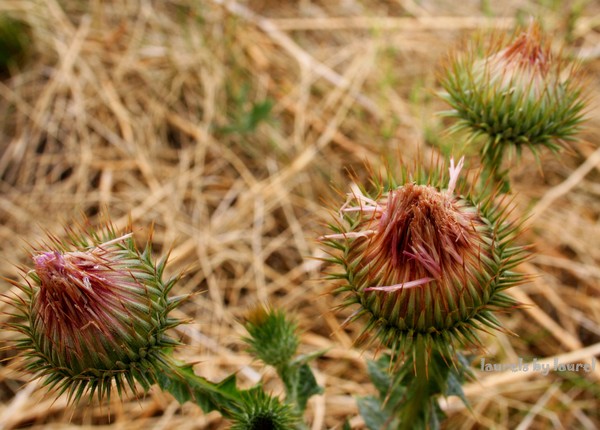 Thistle Buds