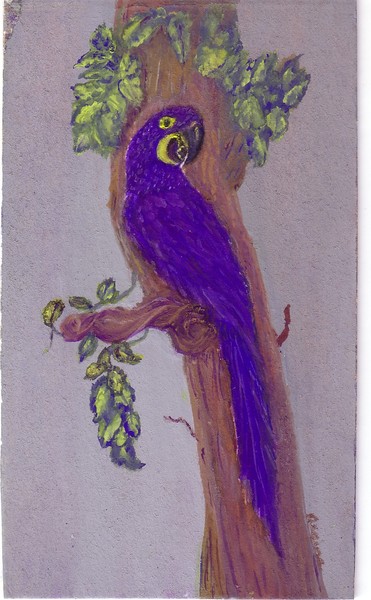 BLUE MACAW