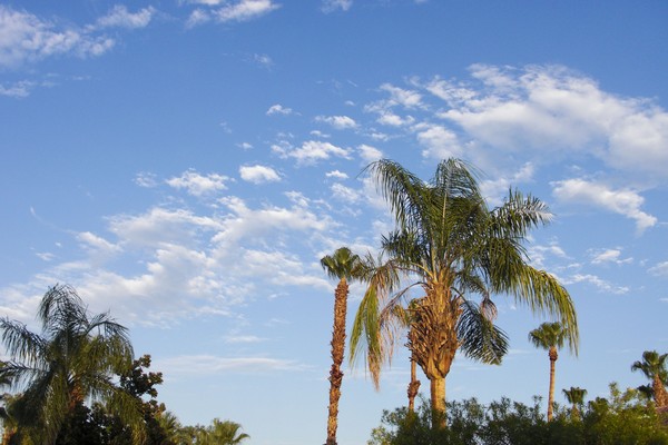Cirrus Summer