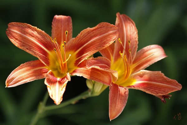 twin lilies