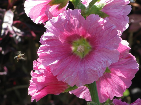 Pink Flower & Bee