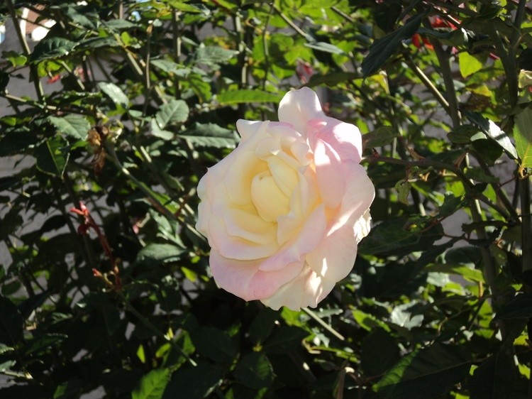 DSC00020