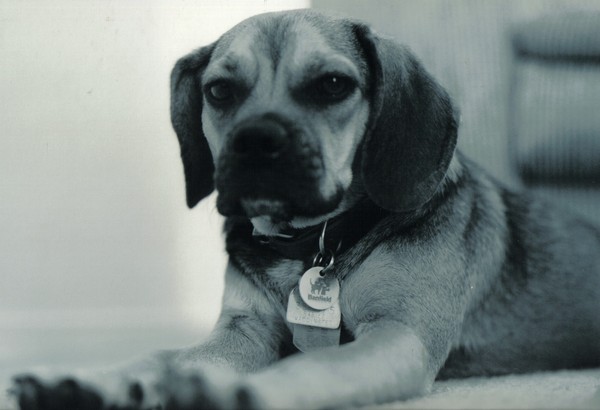 Roxy 