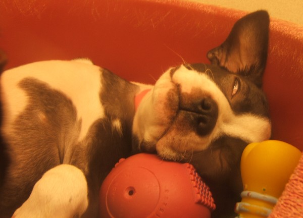 sleeping boston terrier