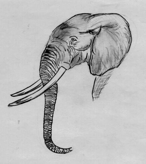 elephant