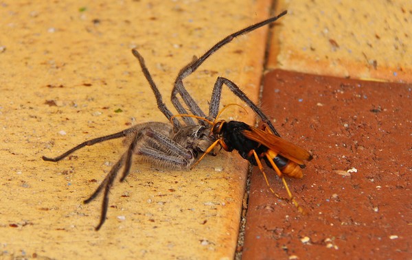'Fight to the death' #4 in pictures