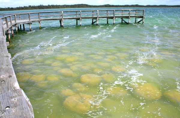 Thrombolites