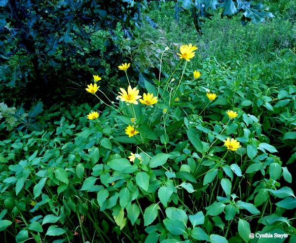 Beauty In The Weeds