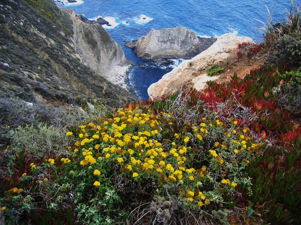 Wild Flowers, Big Sur