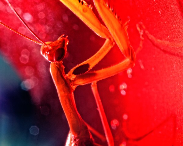 Red Praying Mantis
