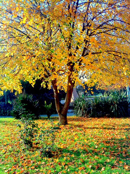 an autumn tree