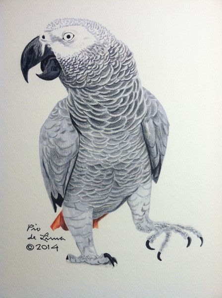 African Grey Parrot Original Artwork Sold by Pio de Lima 