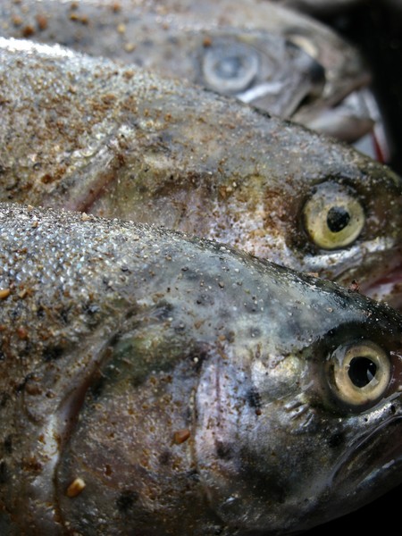 Fish are biting