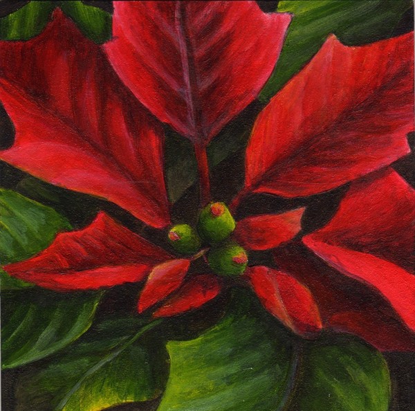 Poinsettia