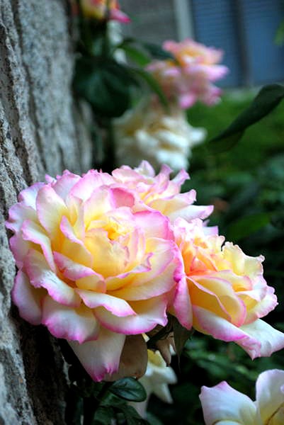 Roses in Bloom 