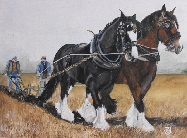 Shire Horse