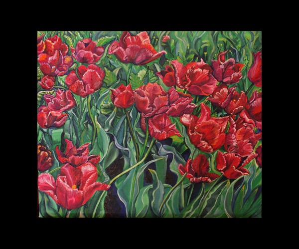 Belgian tulips
