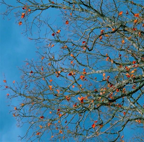 tangerine leaves