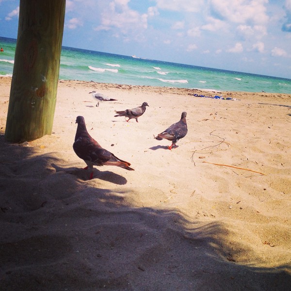beach bums