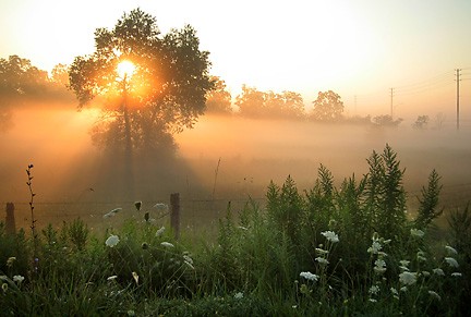 Early Morning Mist