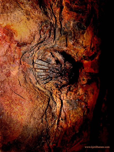 old breast 
