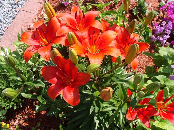 Lilies In Spring