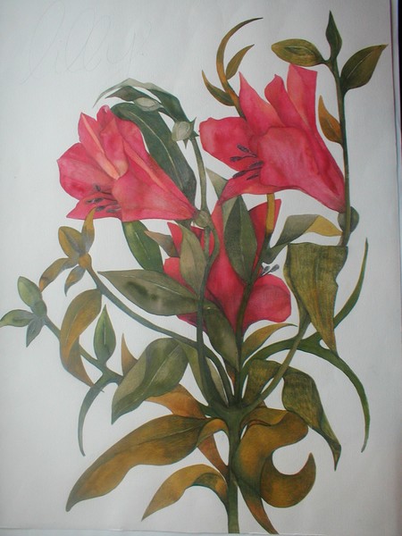Tiger Lily
