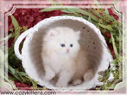 Cozy Kittens & Sue Johnson - www.cozykittens.com