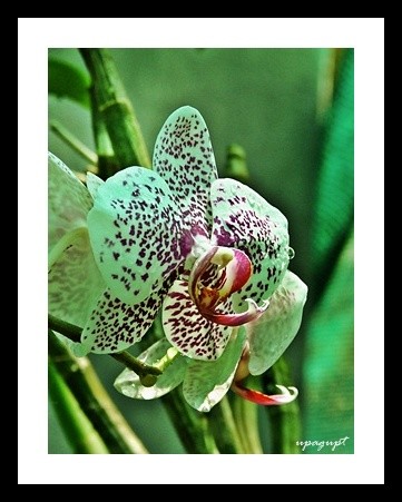 flower beauty