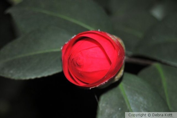 Blooming Flower