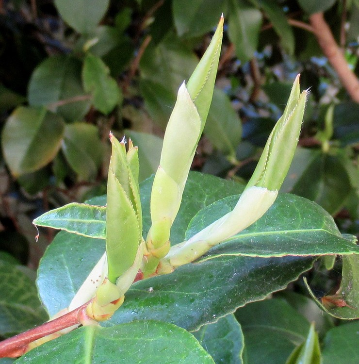 NEW GROWTH