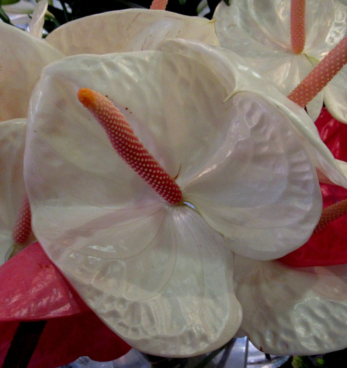 WHITE ANTHURIUM