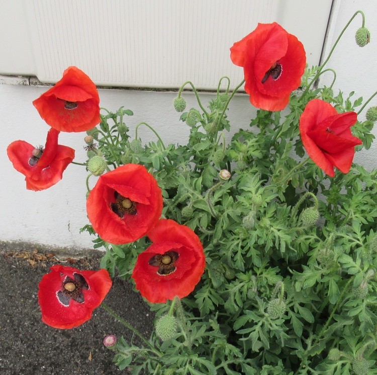 URBAN POPPIES