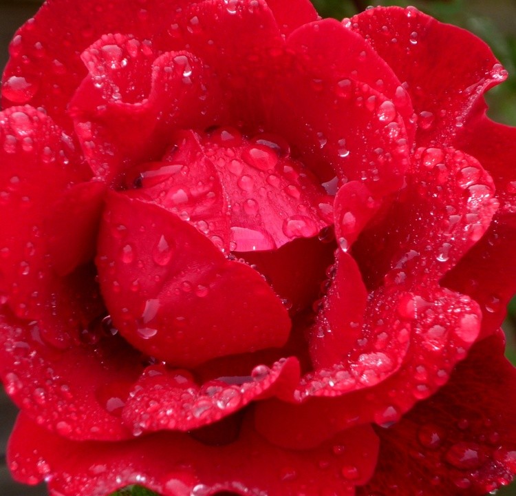 UNDER THE RAIN