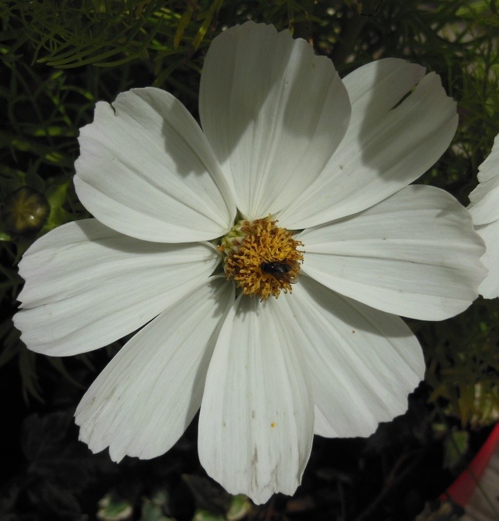 WHITE COSMOS
