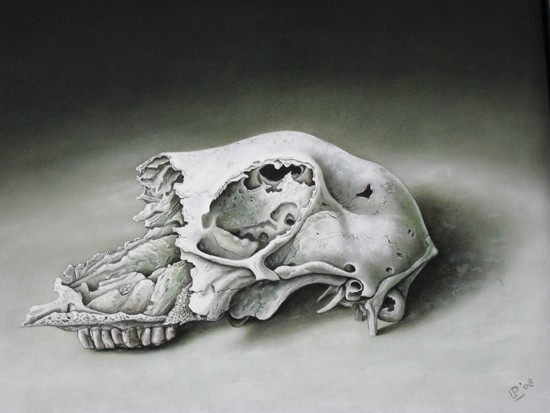 broken sheepskull