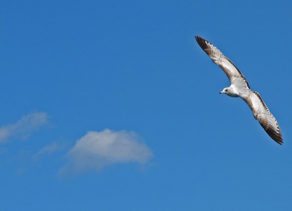 Seagull in Flight