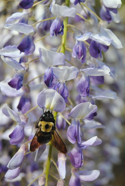 wisteria and it little helper