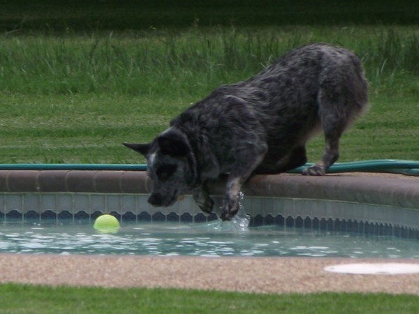 I want my Tennis Ball