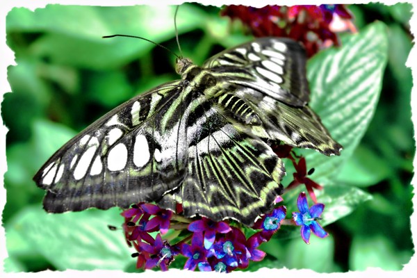 Butterfly 