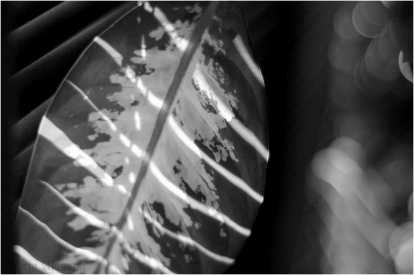 MUSIC OF LIGHT 07