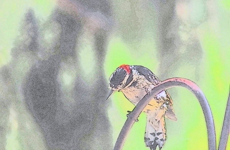 Water color Wood pecker