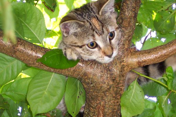 Code Orange The Kitten