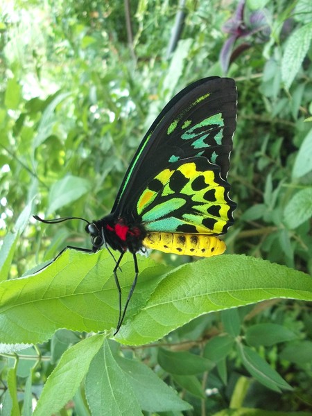 Rainbow Butterfly