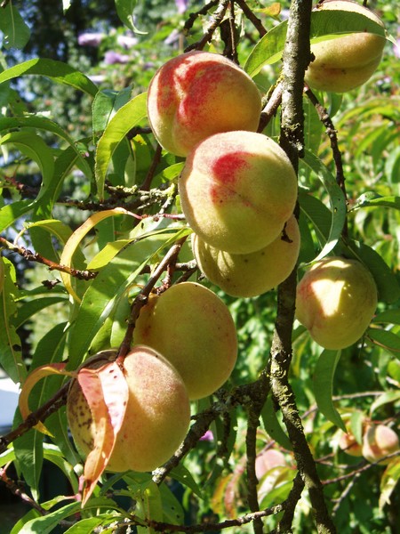 Peaches