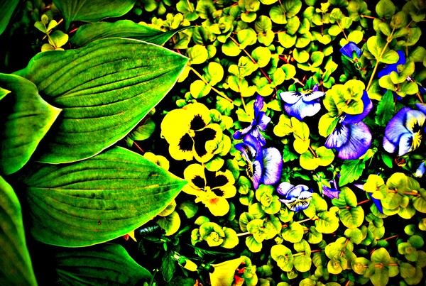 Flowers
