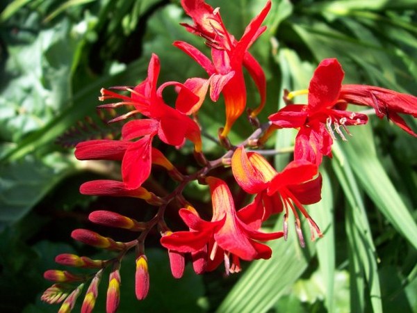 Croscosmia 