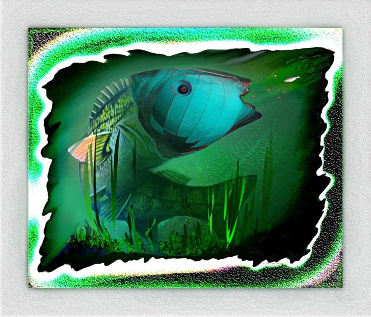 Fish's Glance