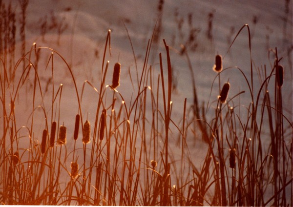 Winter's Glow