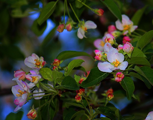 Apple Blosom 2